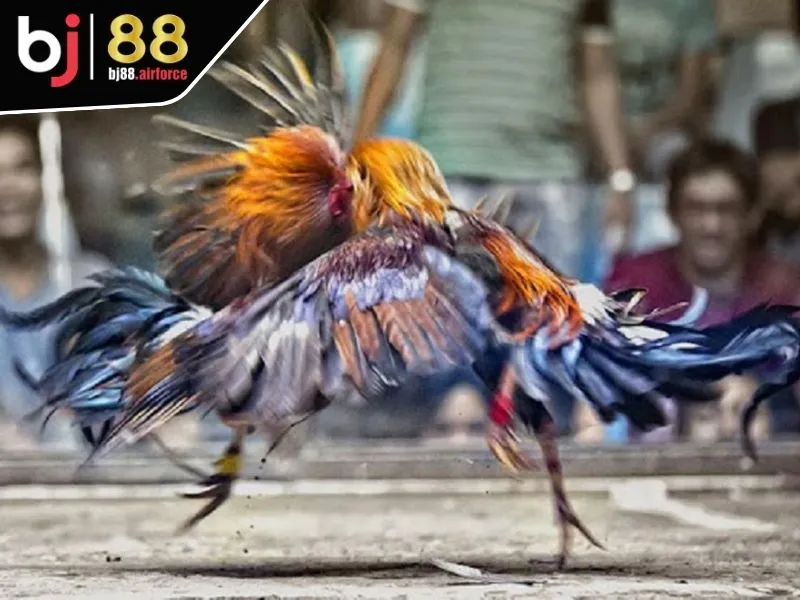 Sảnh Digmaan - Trải Nghiệm Đá Gà Đặc Sắc Nhất Các Mùa Giải 3 Các quy định chính khi tham gia sảnh Digmaan