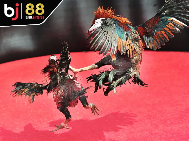 Đá Gà BJ88 1 Giới thiệu một số thông tin về chuyên mục đá gà BJ88