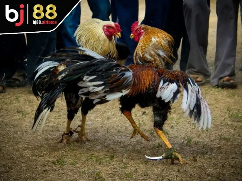 Sảnh Digmaan - Trải Nghiệm Đá Gà Đặc Sắc Nhất Các Mùa Giải 2 Giới thiệu sơ lược về sảnh Digmaan