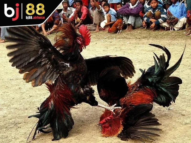 Sảnh SV388 - Đấu Trường Chọi Kê Số 1 Thị Trường Châu Á 2 Giới thiệu thông tin cơ bản về sảnh SV388