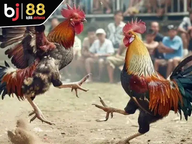 Sảnh WS168 - Sân Chơi Đá Gà Xanh Chín Dành Cho Kê Thủ 3 Hội viên có cơ hội đặt cược trong nhiều trận chiến đỉnh cao