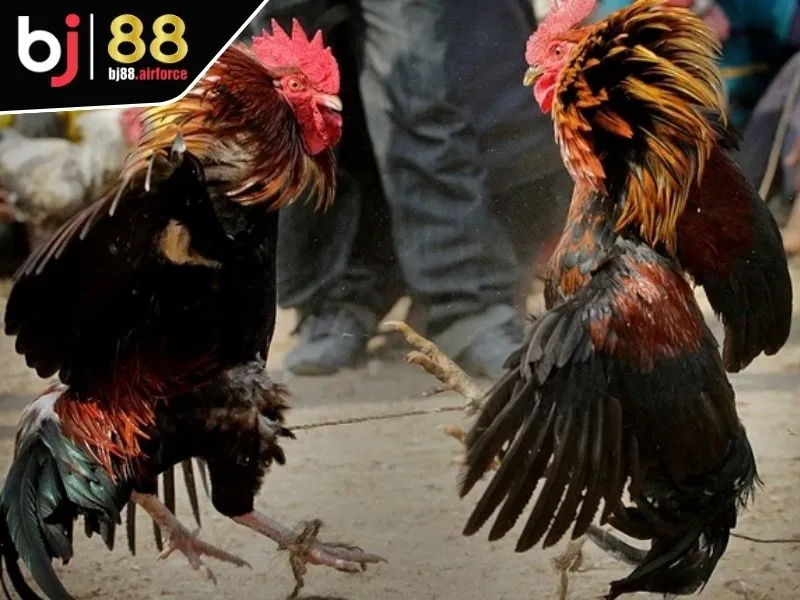 Sảnh Digmaan - Trải Nghiệm Đá Gà Đặc Sắc Nhất Các Mùa Giải 4 Kinh nghiệm chinh phục sảnh Digmaan hữu ích