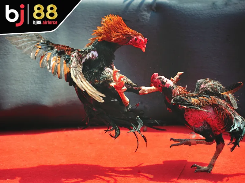 Đá Gà BJ88 3 Luật chơi chung của chuyên mục đá gà BJ88