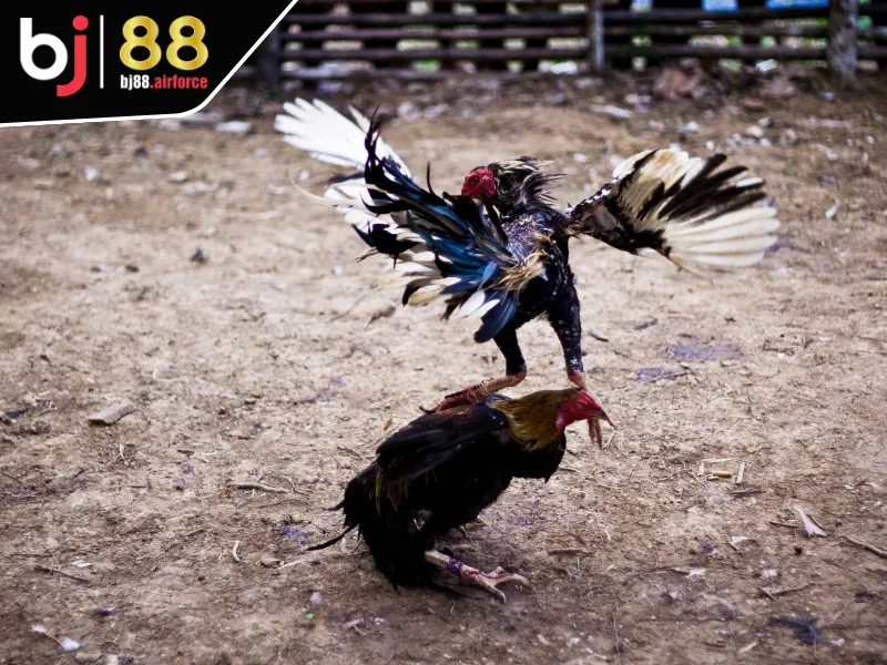 Đá Gà BJ88 2 Lý do đầy đủ mà người chơi nên tham gia đá gà BJ88