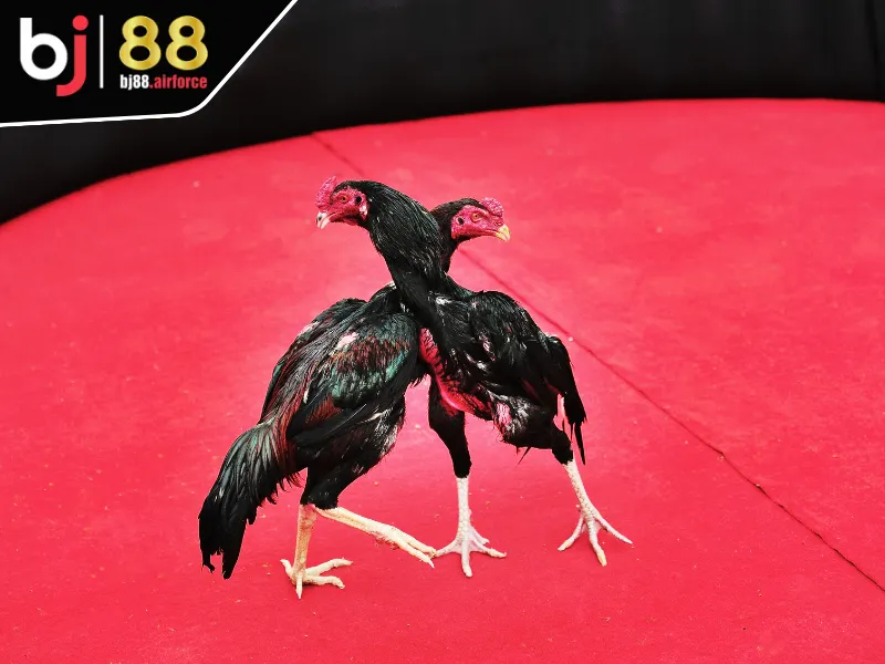 Đá Gà BJ88 4 Một số hình thức đá gà nổi bật tại chuyên mục