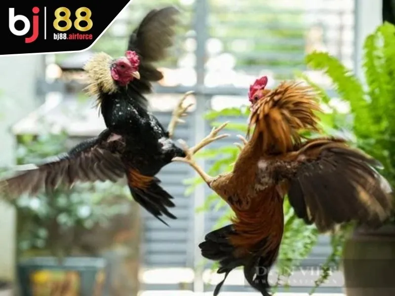 Một số thể loại đá gà nổi bật trong sảnh AOG