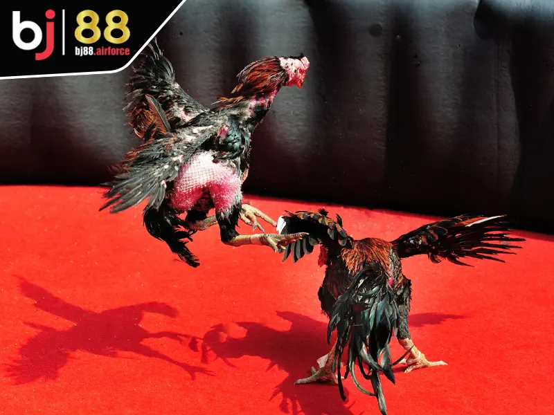 Đá Gà BJ88 5 Quy trình tham gia vào chuyên mục đá gà BJ88 nhanh chóng