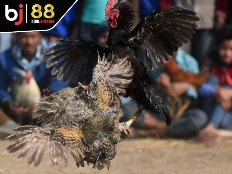 Sảnh SV388 - Đấu Trường Chọi Kê Số 1 Thị Trường Châu Á 3 Sảnh SV388 cung cấp tỷ lệ kèo cực kỳ cạnh tranh