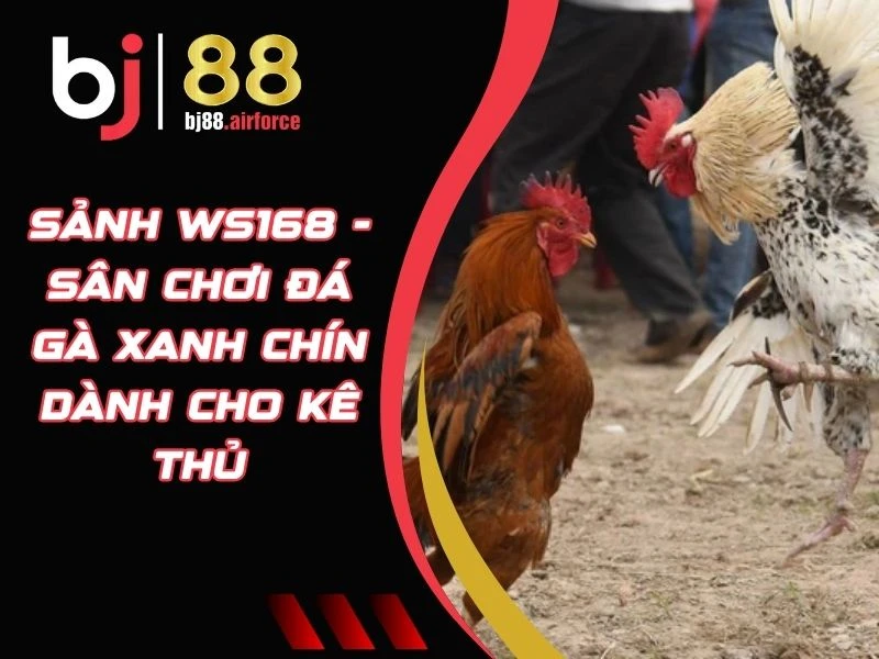 Sảnh WS168 - Sân Chơi Đá Gà Xanh Chín Dành Cho Kê Thủ 1 Sảnh WS168