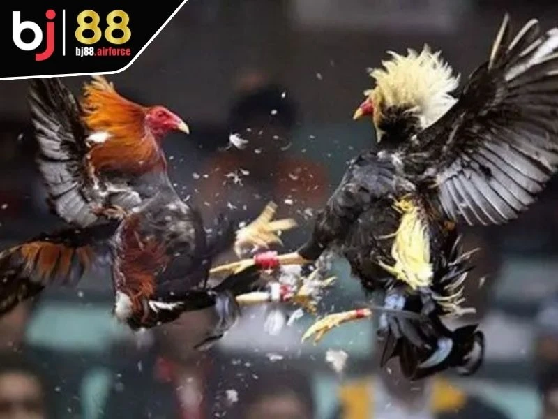 Sảnh WS168 - Sân Chơi Đá Gà Xanh Chín Dành Cho Kê Thủ 4 Sảnh WS168 tích hợp hệ thống phát sóng chuẩn 4K