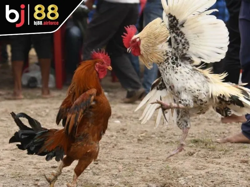 Sơ lược về sảnh AOG