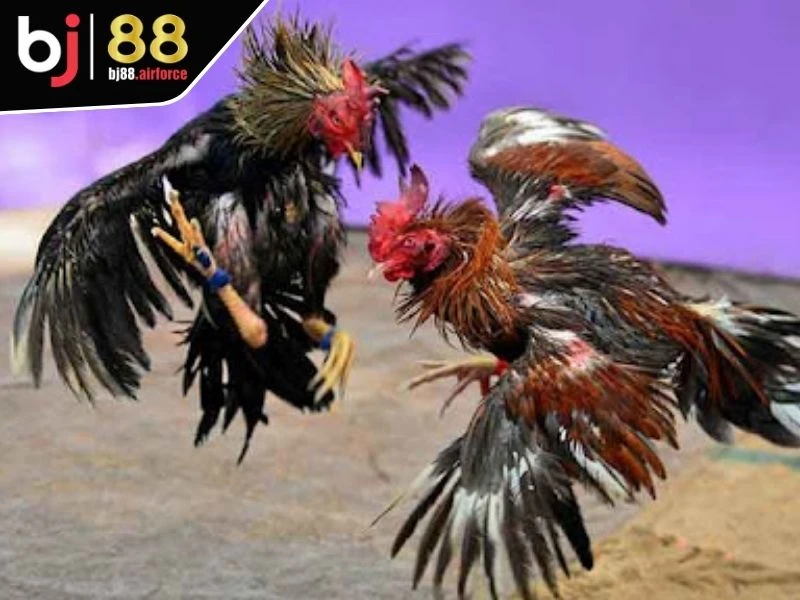 Sảnh SV388 - Đấu Trường Chọi Kê Số 1 Thị Trường Châu Á 4 Tham gia đá gà C1 thomo cực hấp dẫn trên sảnh SV388