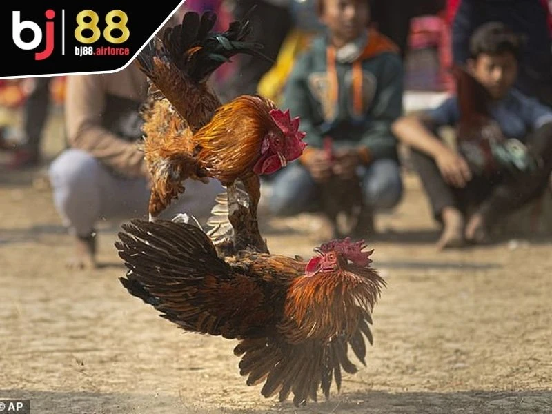 Sảnh WS168 - Sân Chơi Đá Gà Xanh Chín Dành Cho Kê Thủ 2 Vài điều cần biết về sảnh WS168